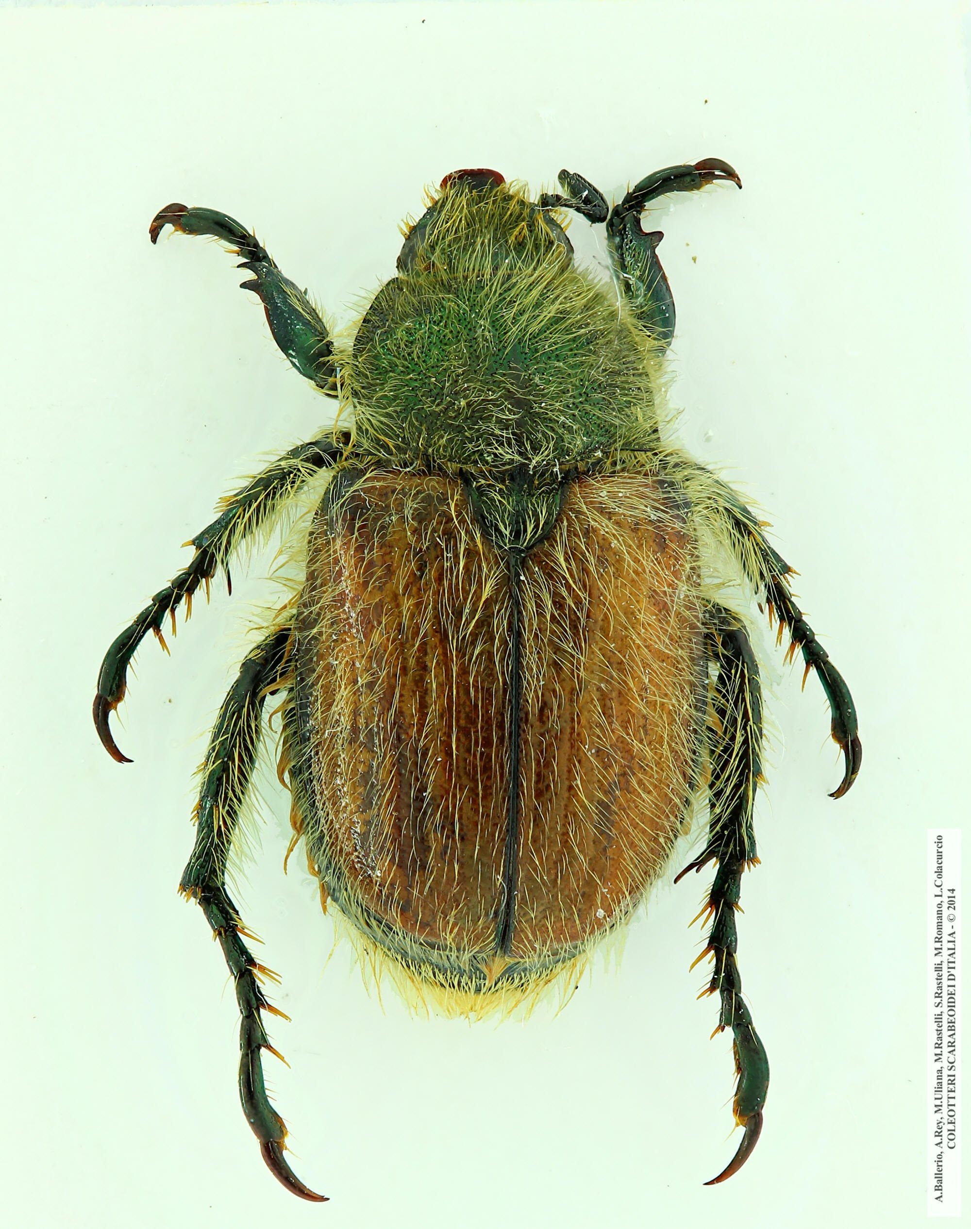 Anisoplia villosa, maschio